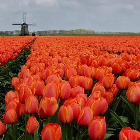 Vakantiehuis Attractive Near The Beach, Sea And Dunes Noordwijk