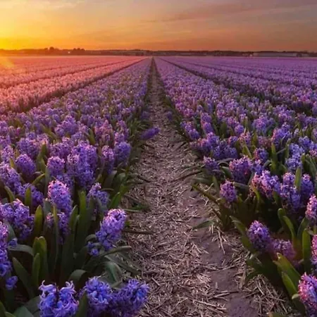 Attractive Near The Beach, Sea And Dunes Vakantiehuis