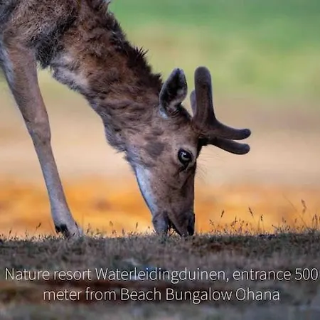 Attractive Near The Beach, Sea And Dunes